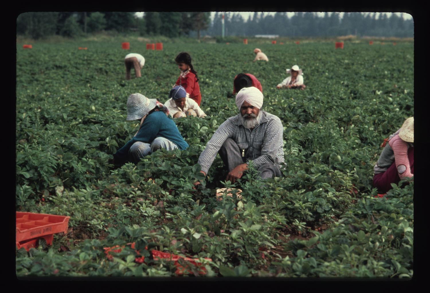 Strawberry pickers in the Fraser Valley harvesting in the fields. Circa late 1970s.