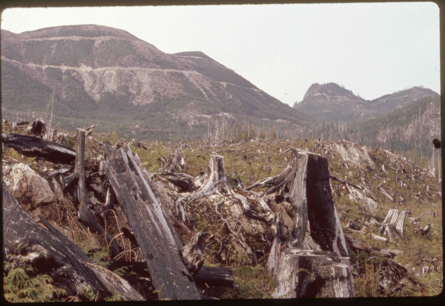 Clearcut in Clayoquot