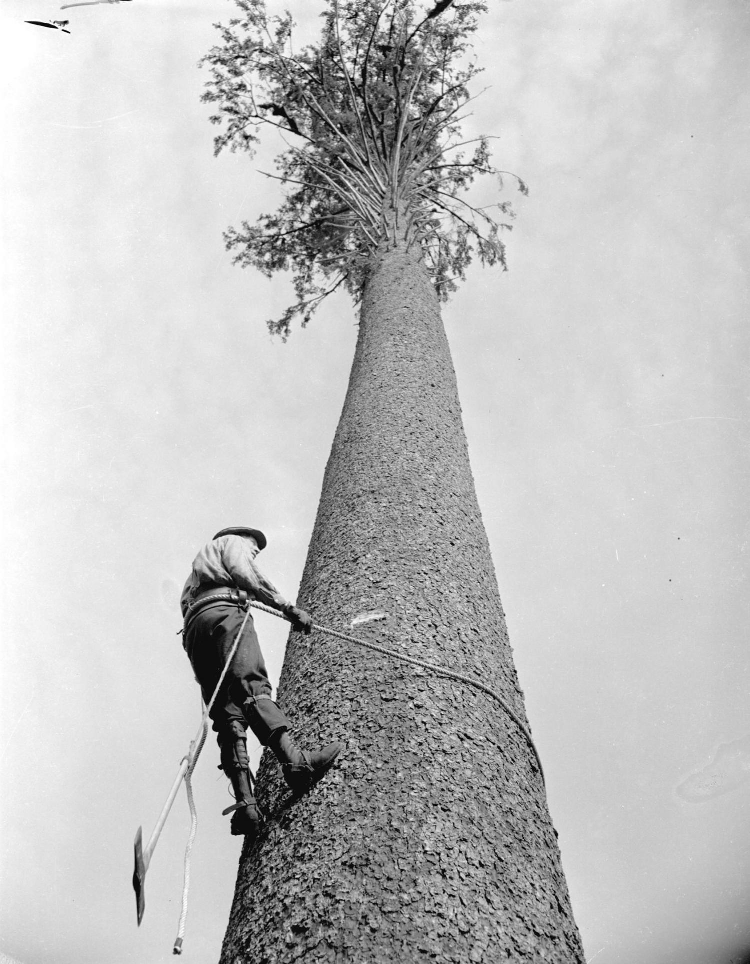 Logger climbing a tree on the Queen Charlotte Islands.