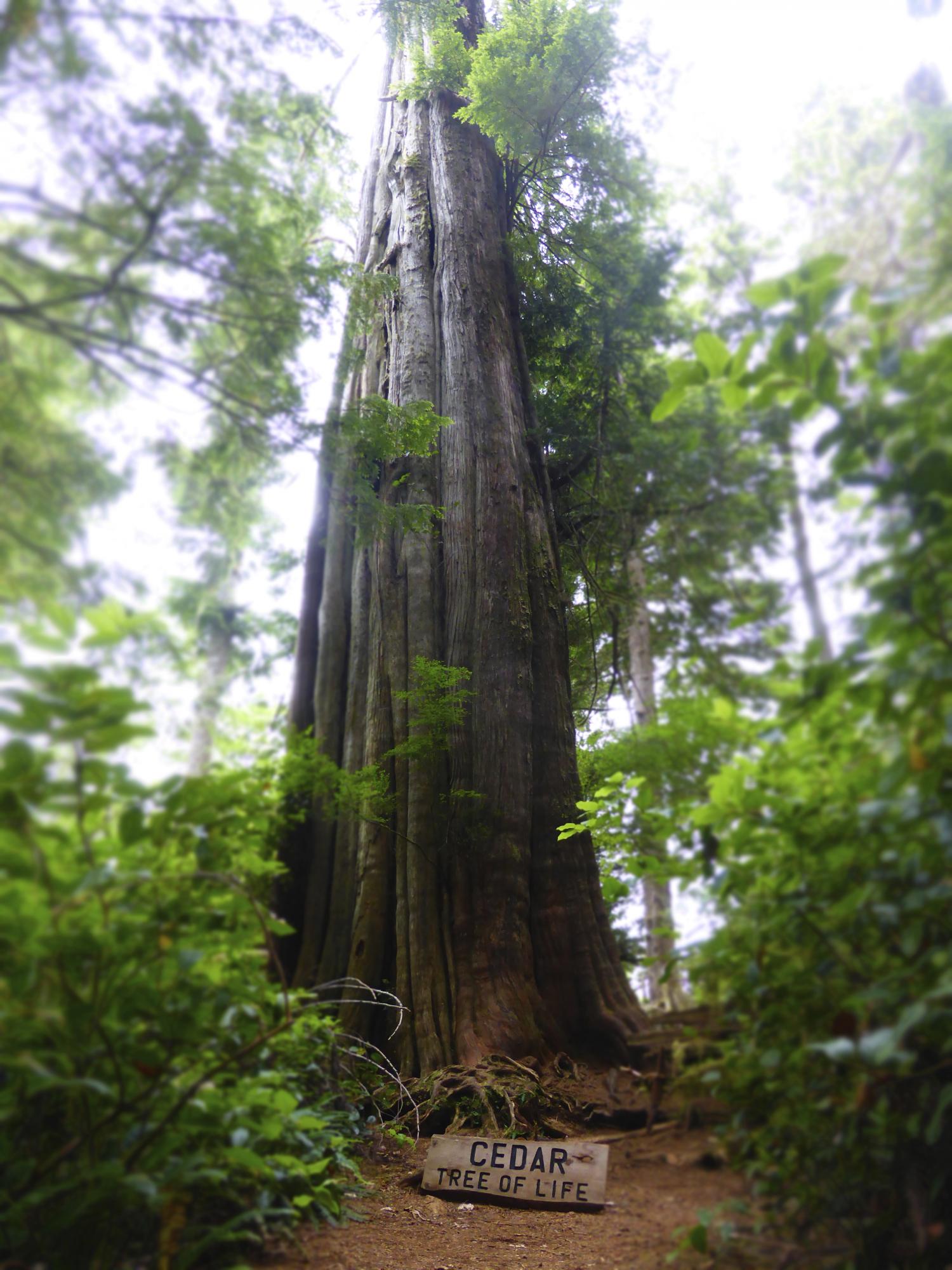 Photo of massive cedar on Meares Island.