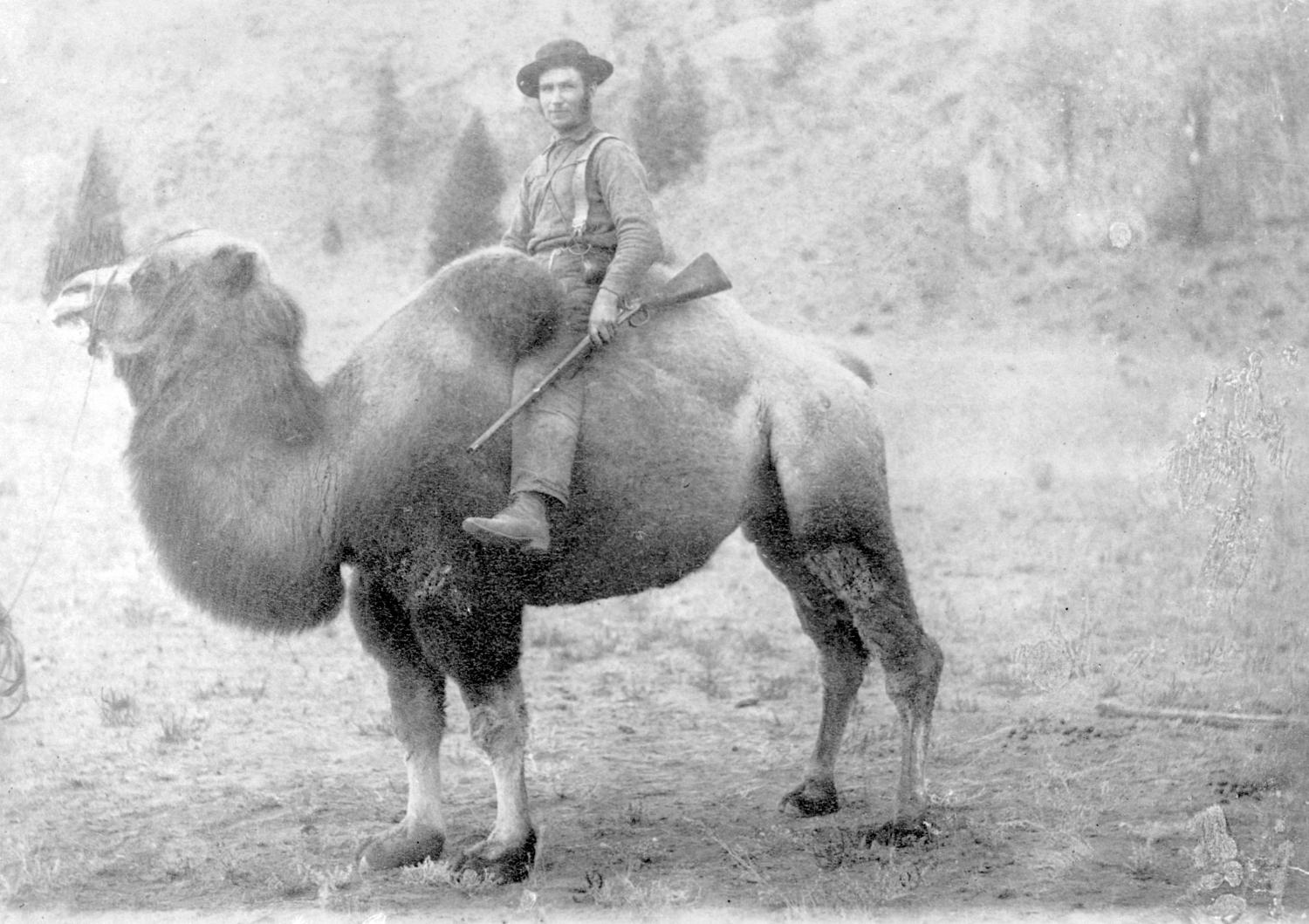 Man on camel once used as a pack animal on the Cariboo Wagon Road.