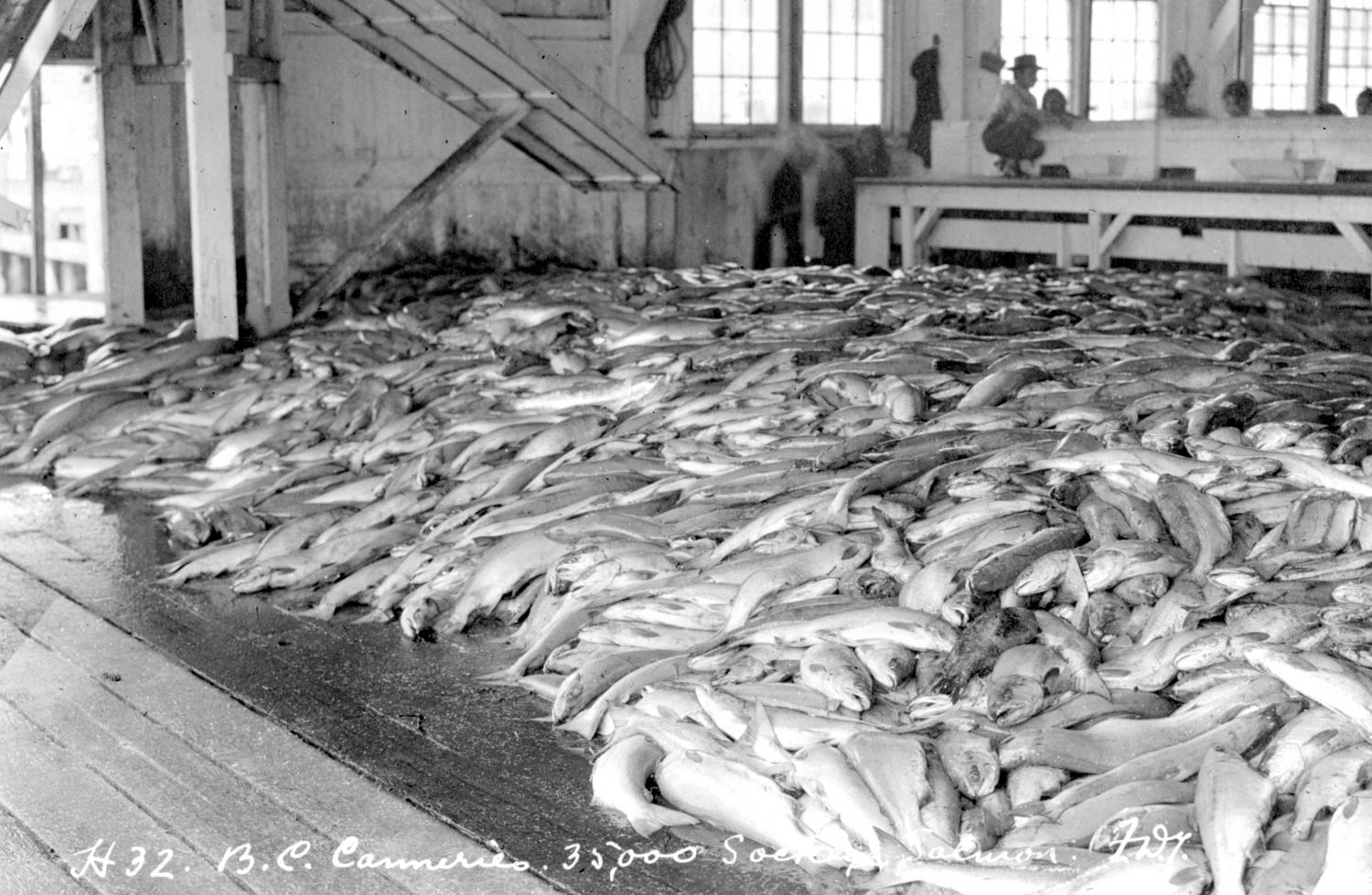 Black and white photo of large salmon haul inside cannery.